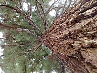 bilder\tree.jpg